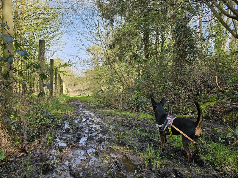 Wolfsputten wandelroute Dilbeek