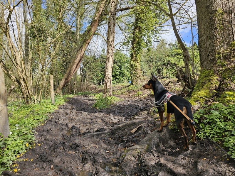 Wolfsputten wandelroute met hond in Dilbeek