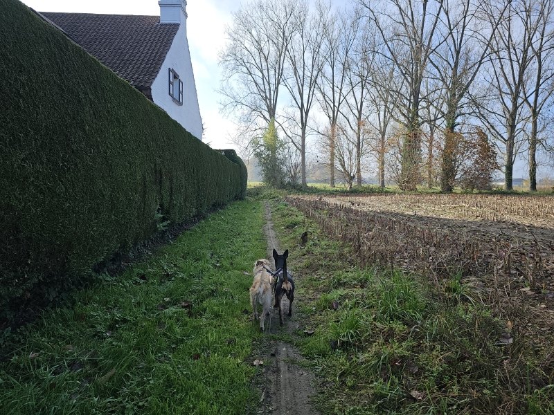 Wolvertem wandeling via trage wegen met hond