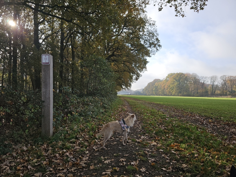 Wolvertemse Beemdenwandeling in Meise met hond