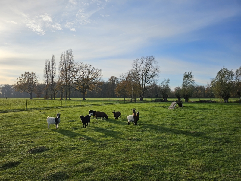 Wommelgem wandelen met hond Wommelgem wandelen met hond