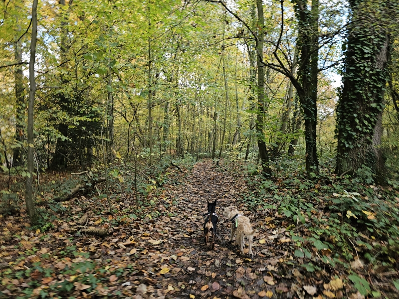 Wormelaar Dalemansbos Zemst wandelroutes Wormelaar Dalemansbos Zemst wandelroutes