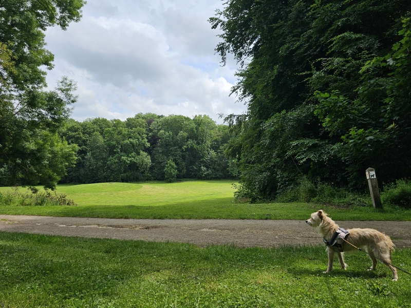 Zemst en omgeving wandelen met hond