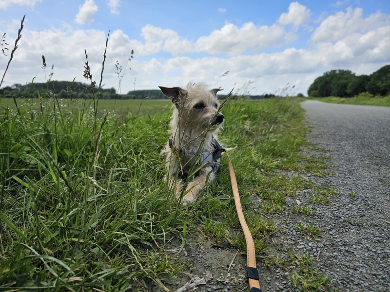 Zemst Releghem wandelroute 9,1 kilometer met hond
