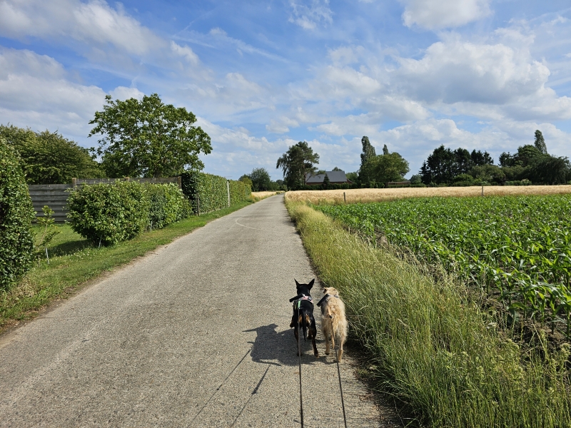 Zemst Releghem wandelroute met hond 9 km