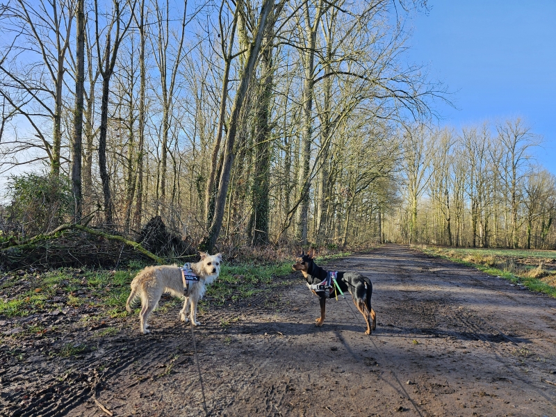 Zemst wandelen met hond wandelroutes