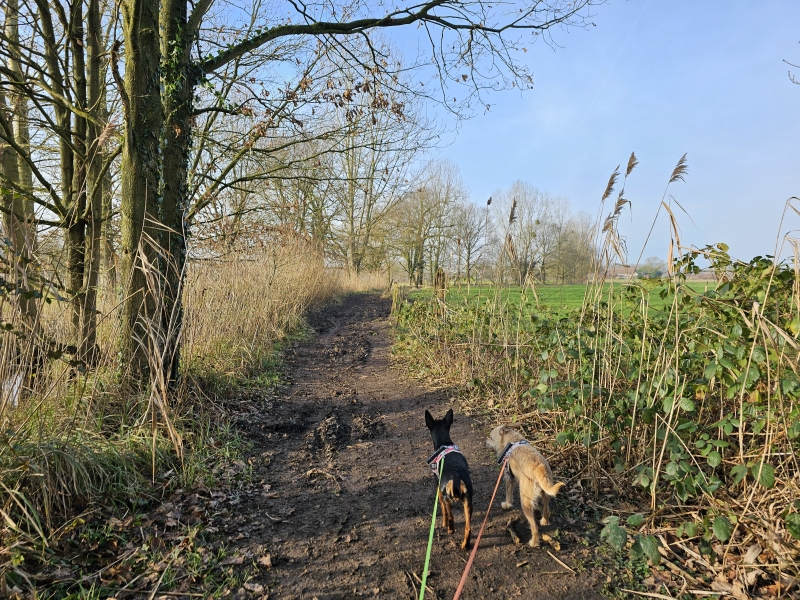 Zemst wandelingen door de natuur met hond
