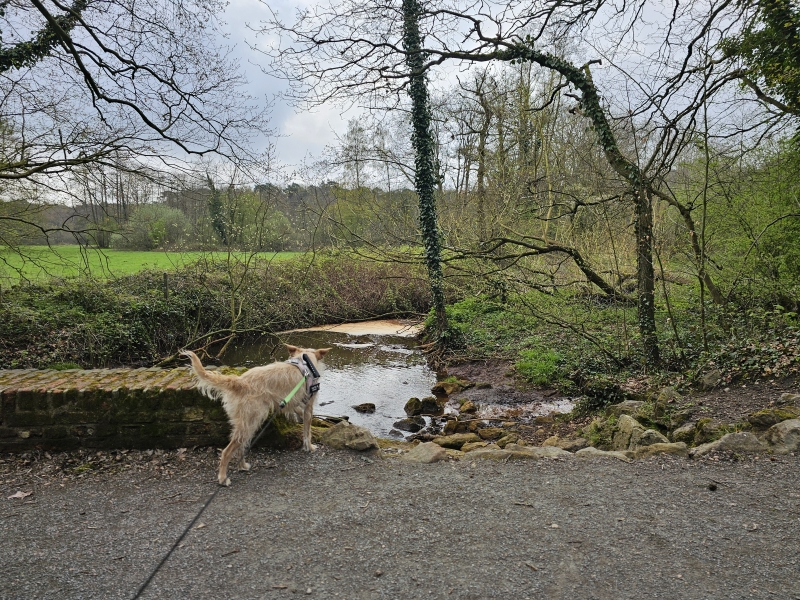 Zoerselbos Boshuispad wandeling Zoerselbos Boshuispad wandeling