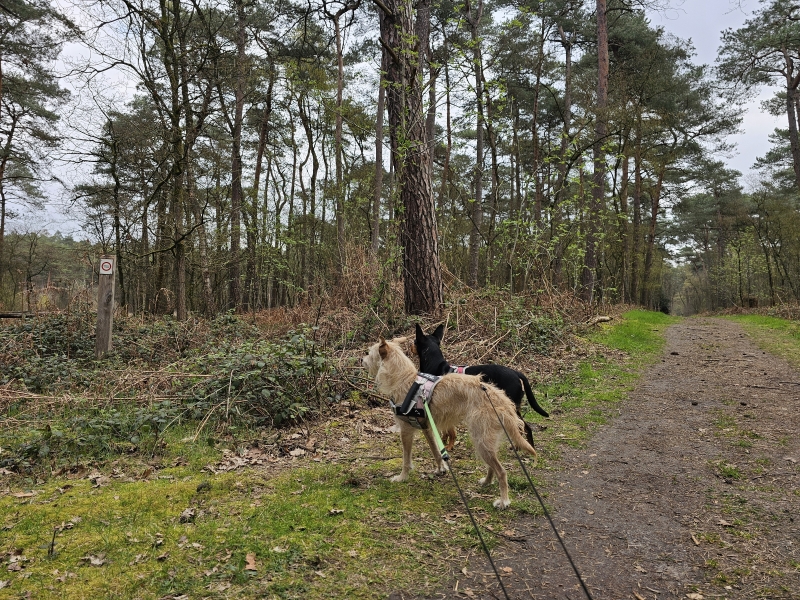 Zoerselbos Boshuispad wandelroute met hond Zoerselbos Boshuispad wandelroute met hond