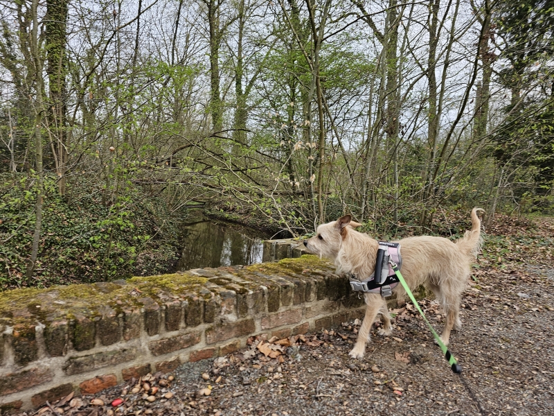 Zoerselbos wandelen Zoerselbos wandelen
