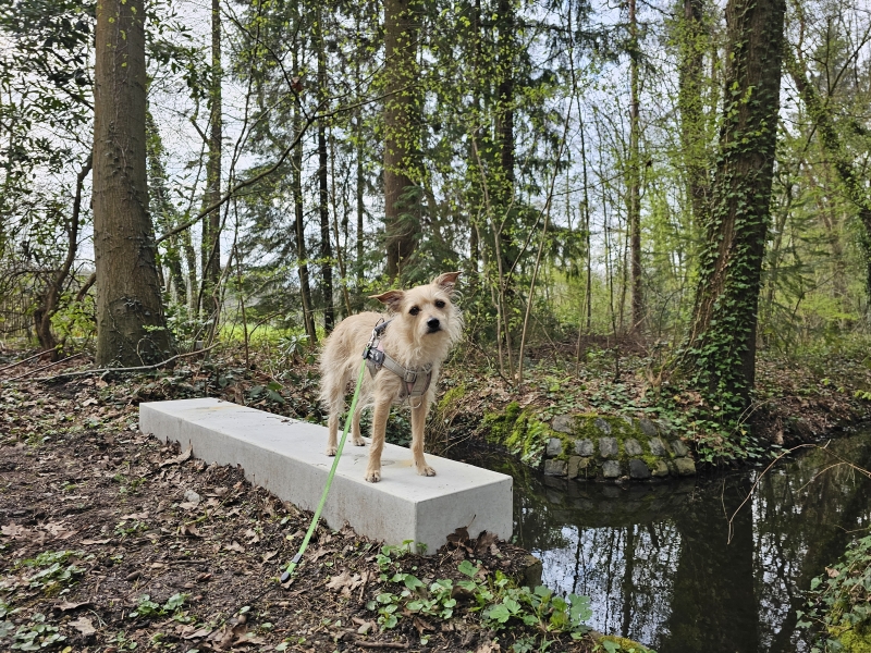 Zoerselbos wandelroute met hond Zoerselbos wandelroute met hond
