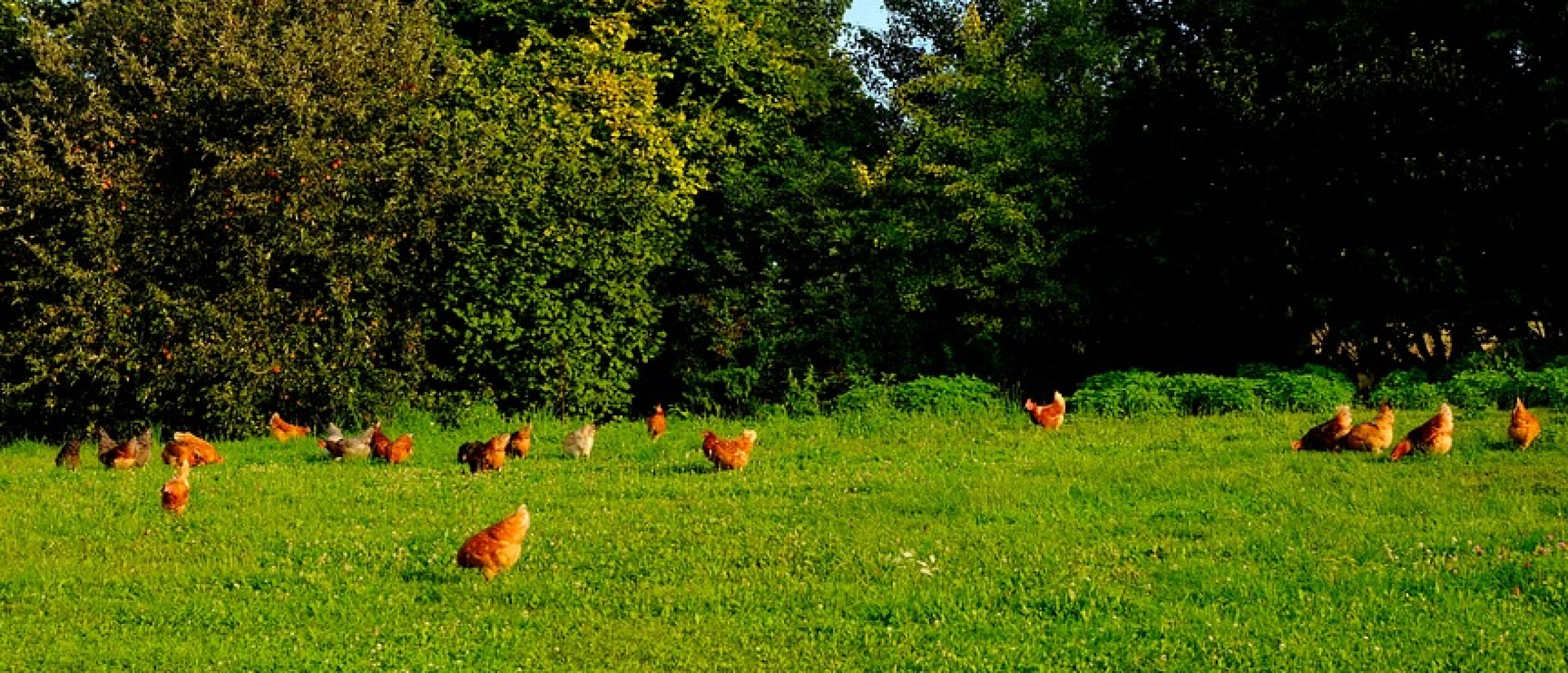 Biologisch eten, is dat gezonder!