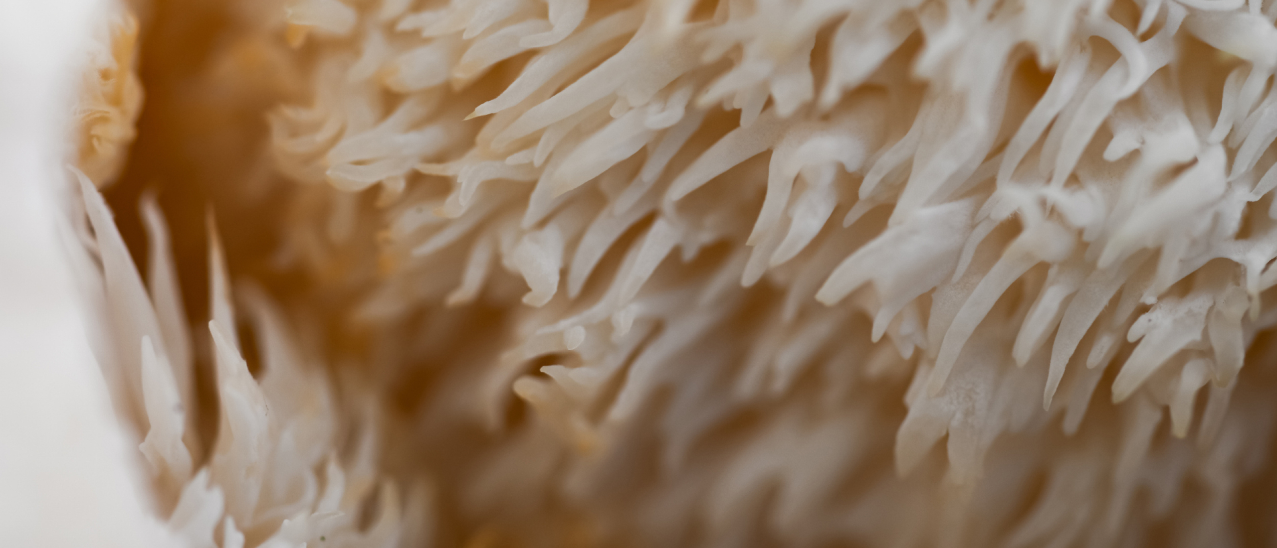 Medicinale paddenstoelen