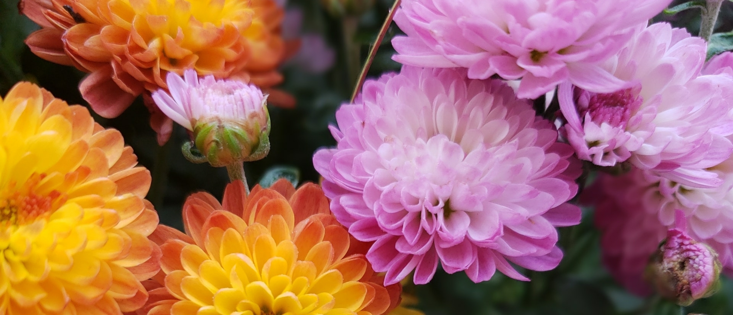 De Chrysant: een super veelzijdige bloem met flair