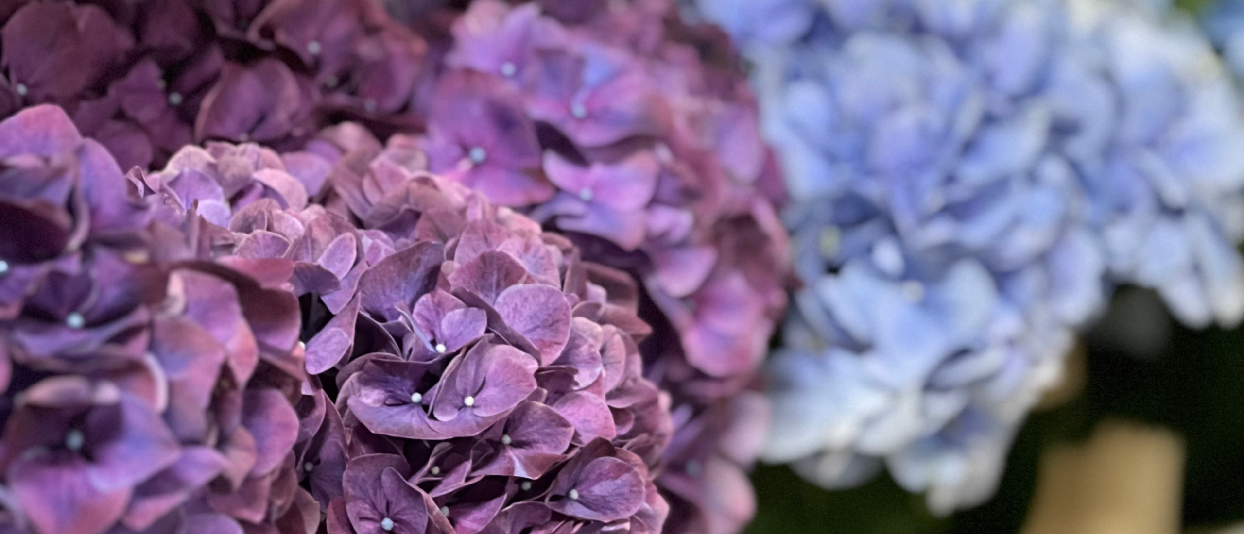 Enchanting Hydrangeas: A Beautiful Choice as Cut Flowers