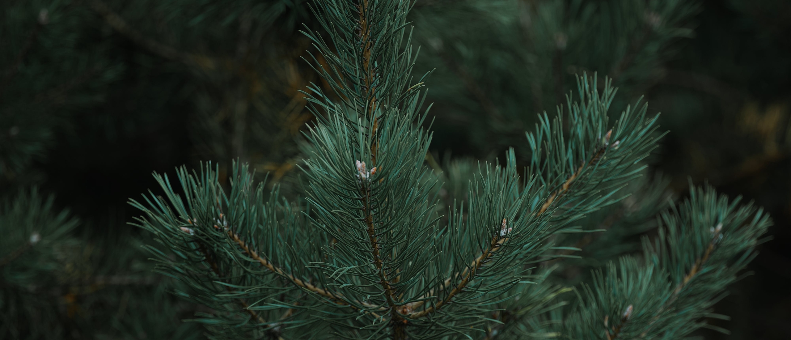 Kerstgroen Pinus, Abies, Nobilis; wat is eigenlijk het verschil?