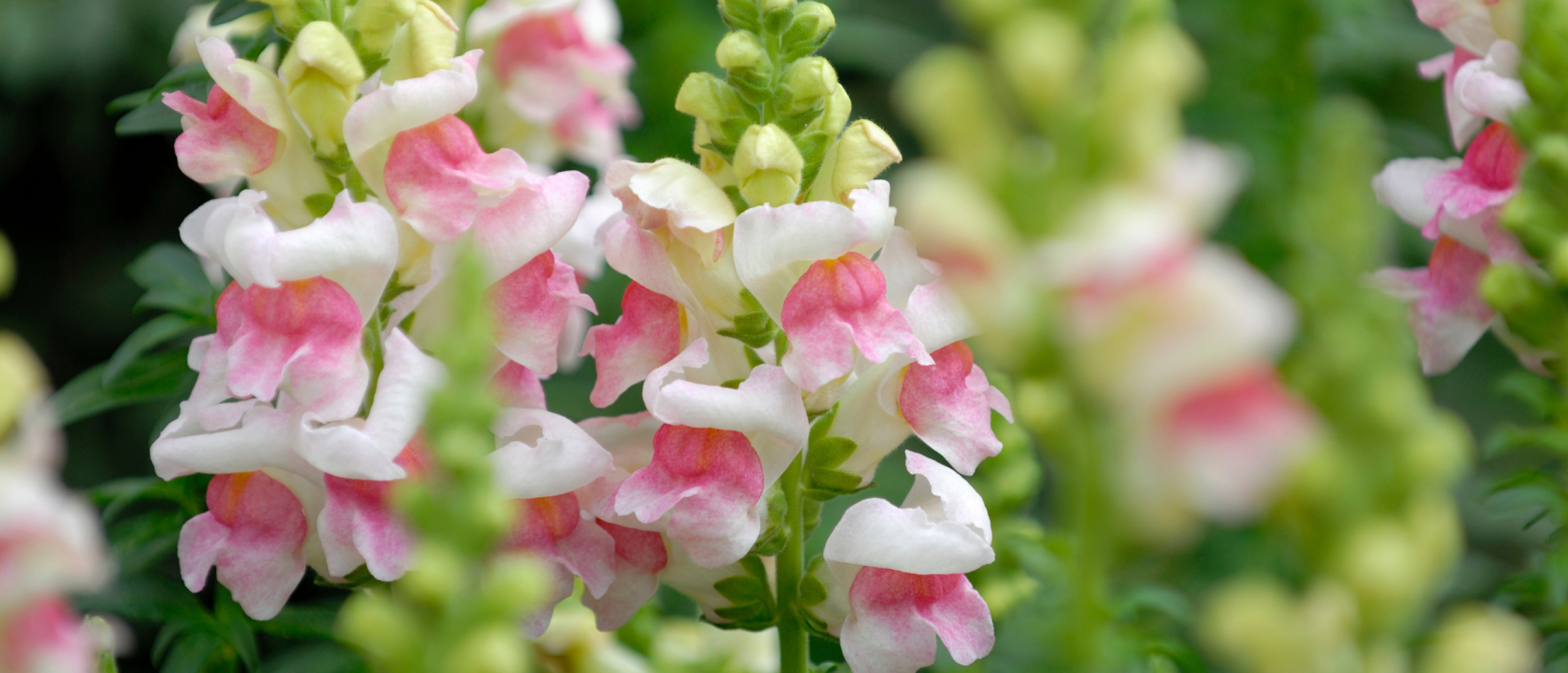 Snapdragon: a fun and fragrant flower in the garden