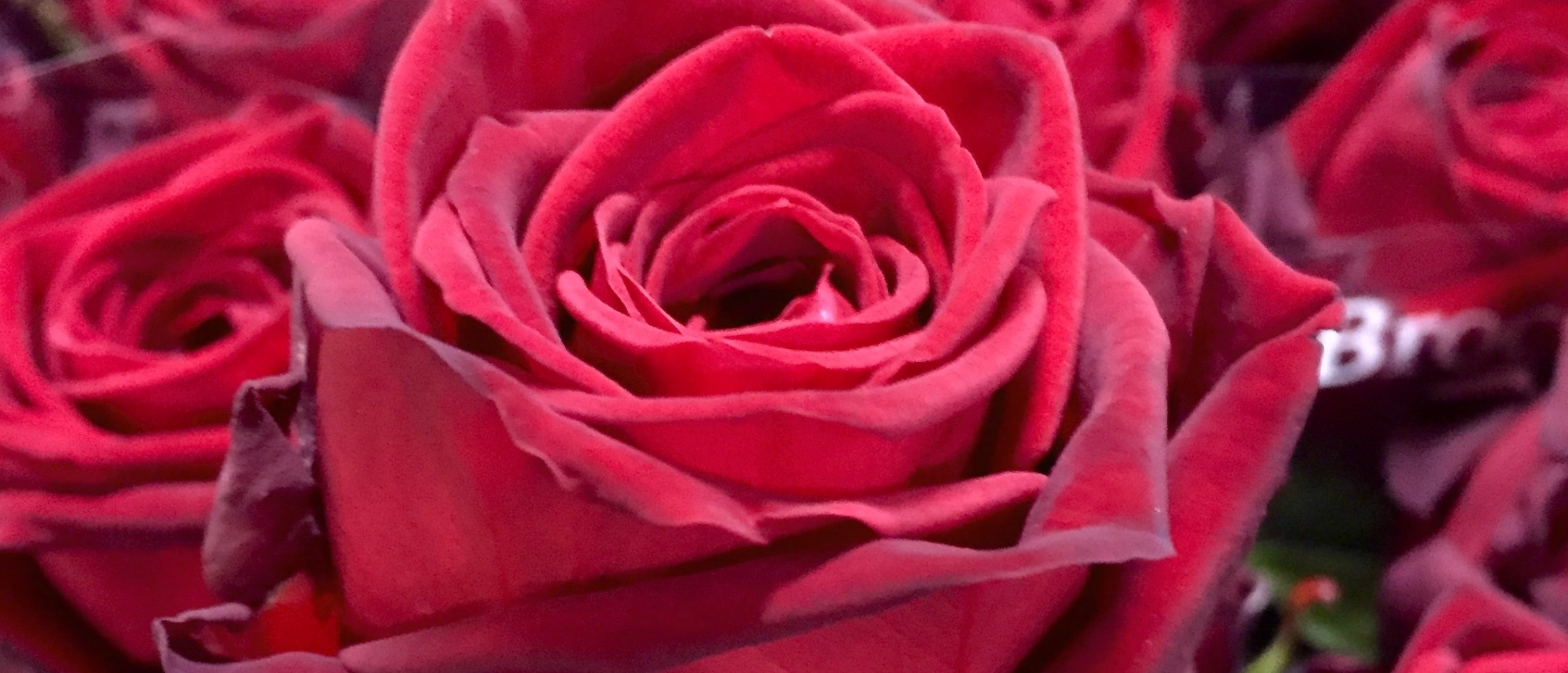 Red Naomi rose