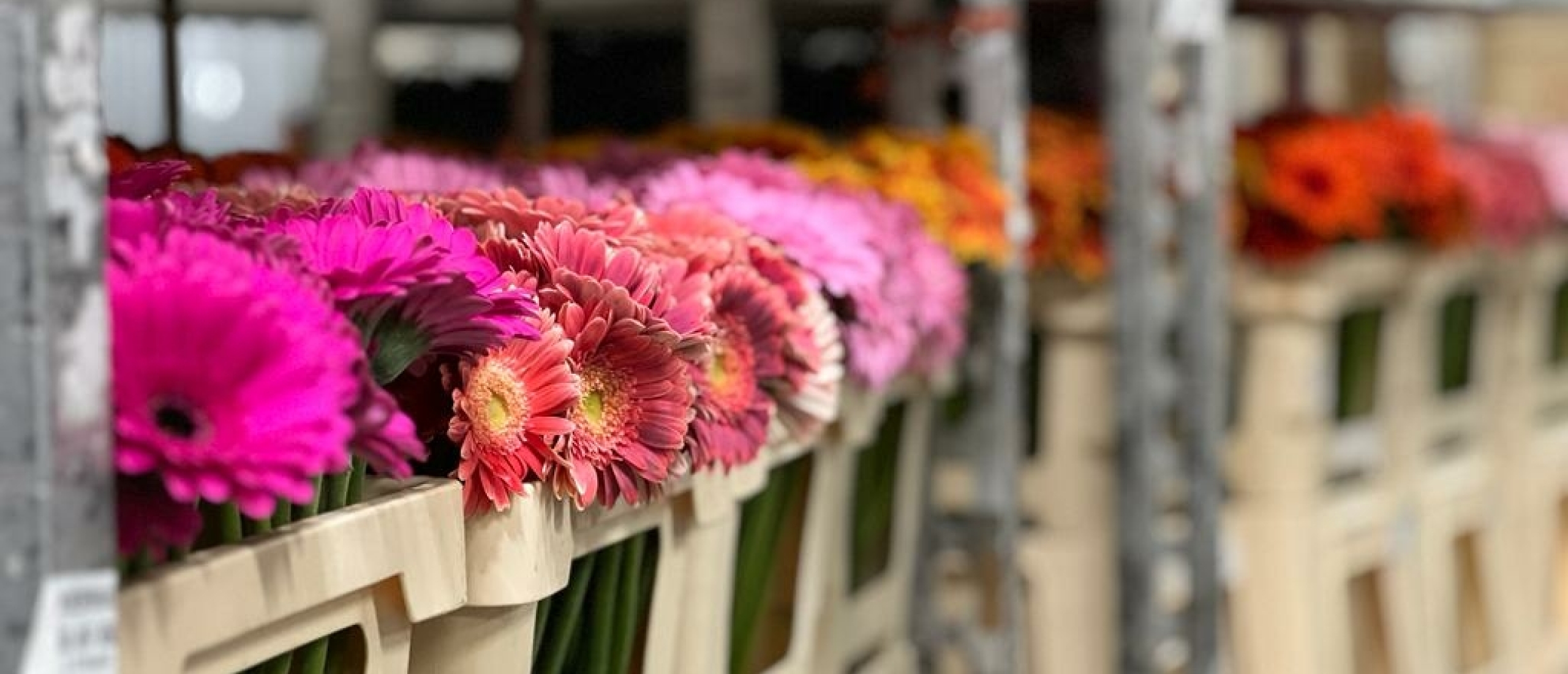 5x Facts about Gerberas