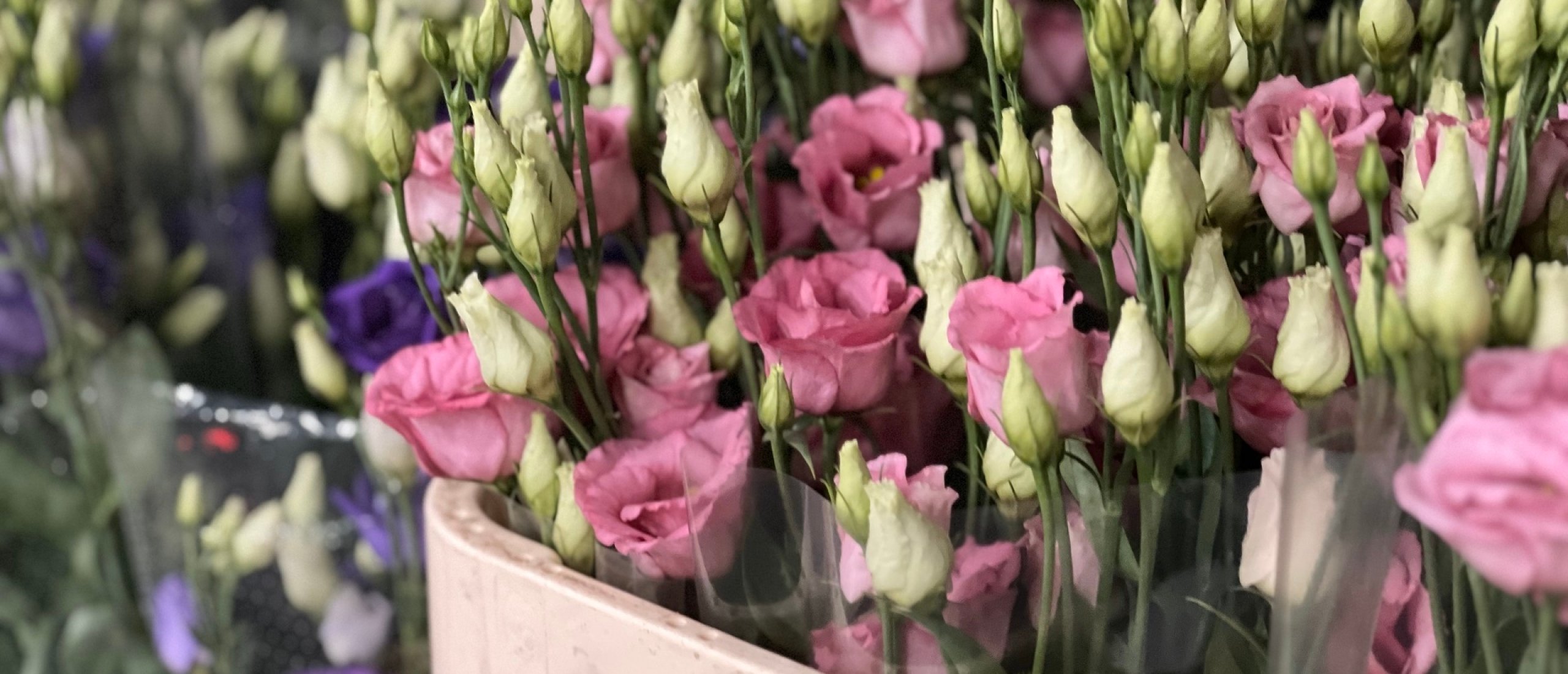 Eustoma: the Flower of Gratitude