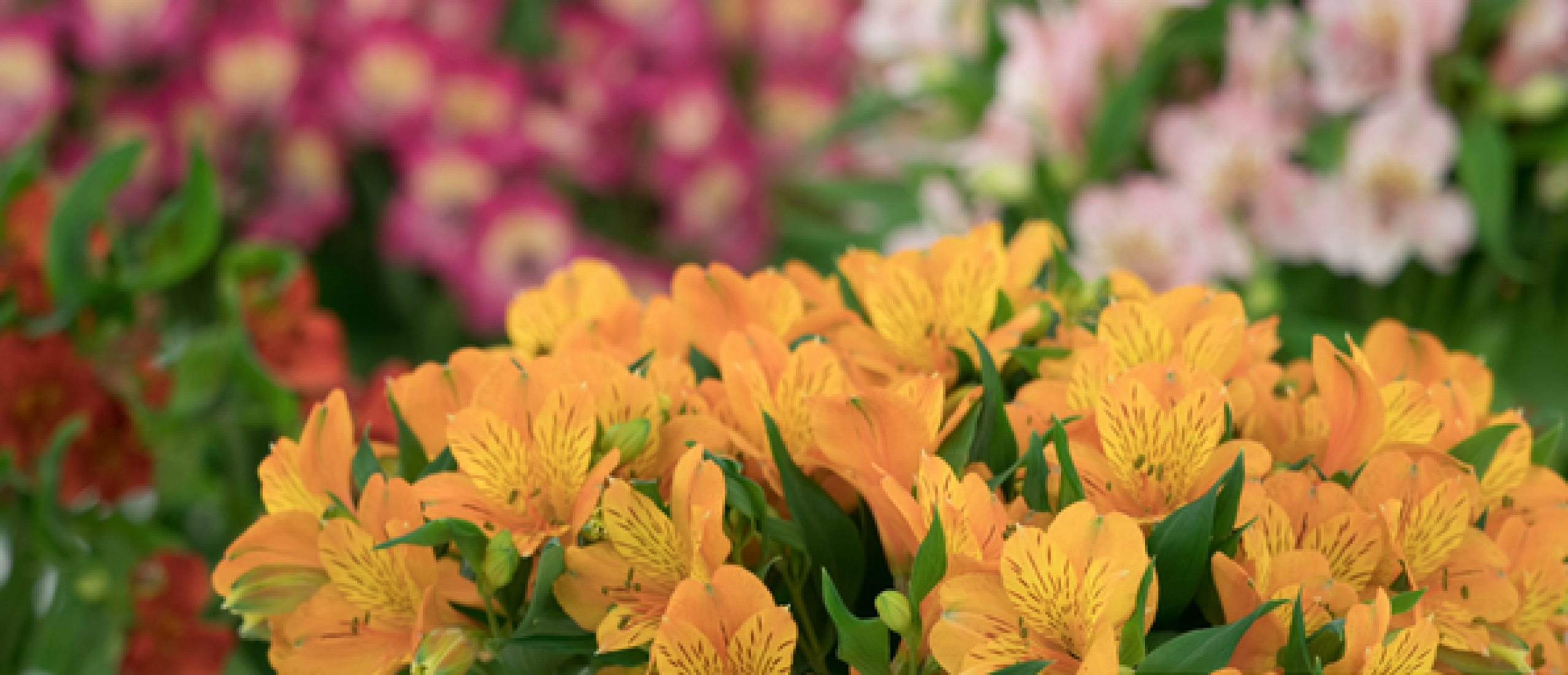 Alstroemeria: Flower of Friendship