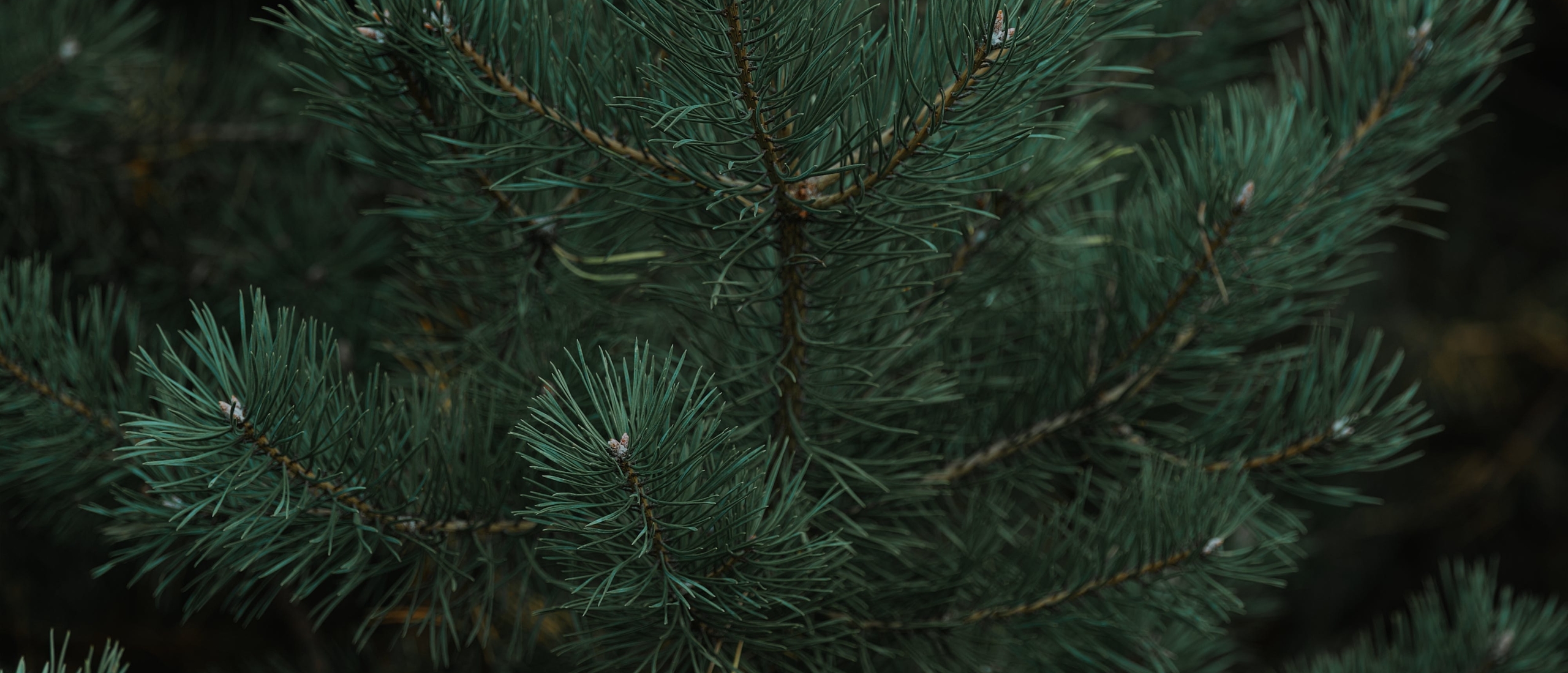 Christmas Greenery: Pinus, Abies, Nobilis; What Sets Them Apart?
