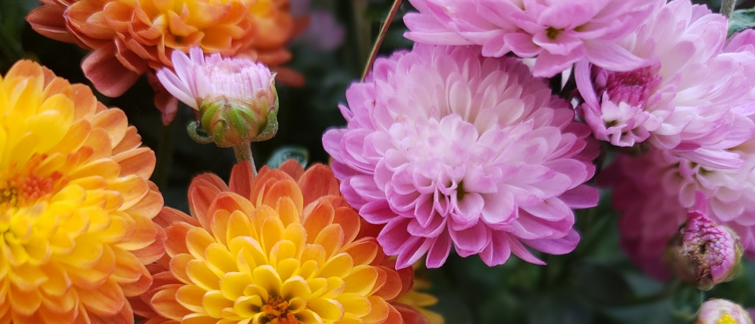 The chrysanthemum deals