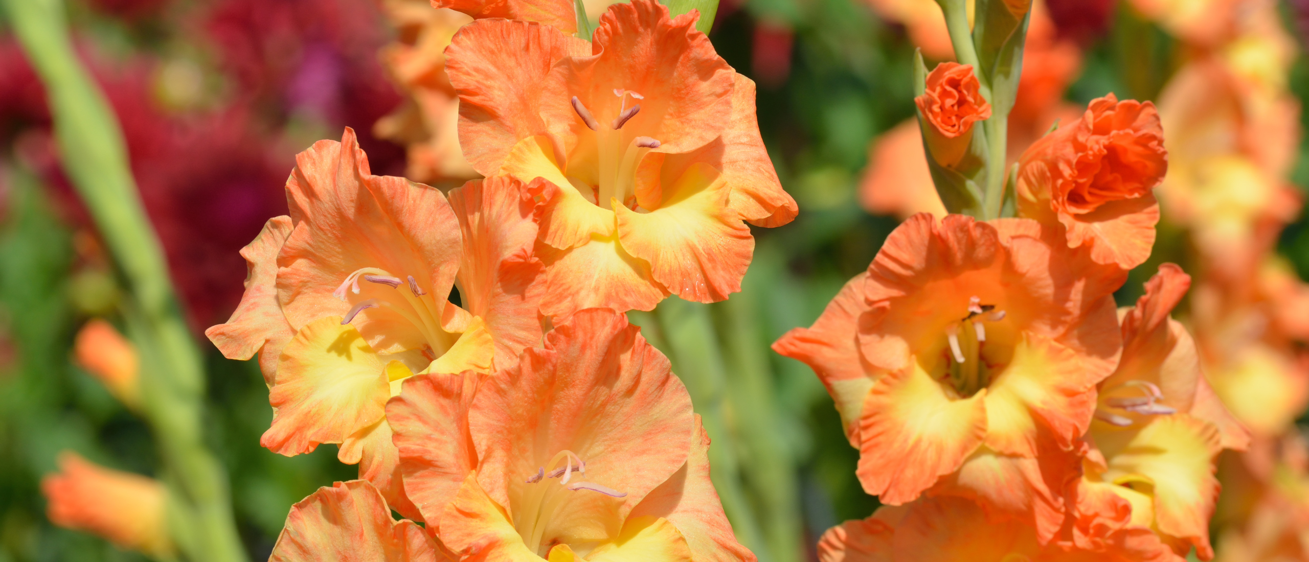 gladiolus