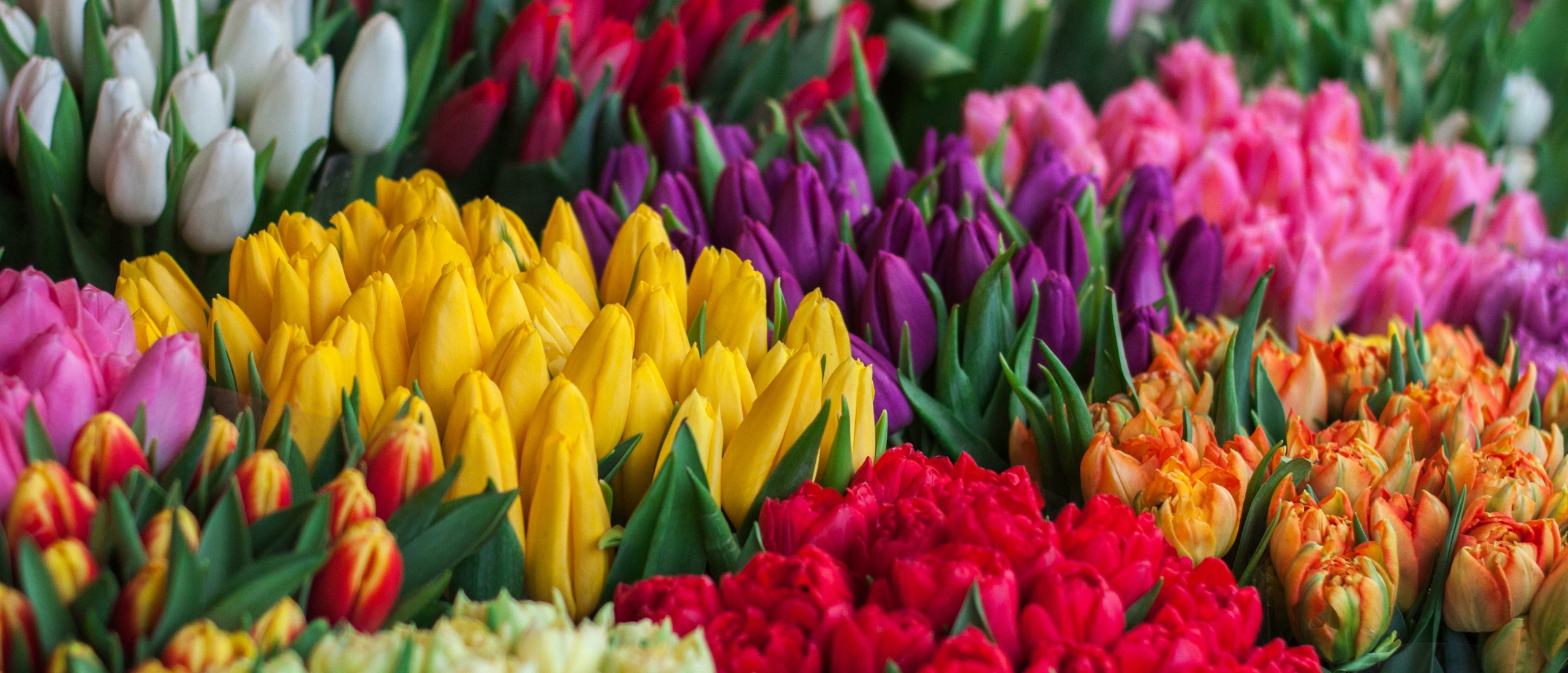 history of tulips