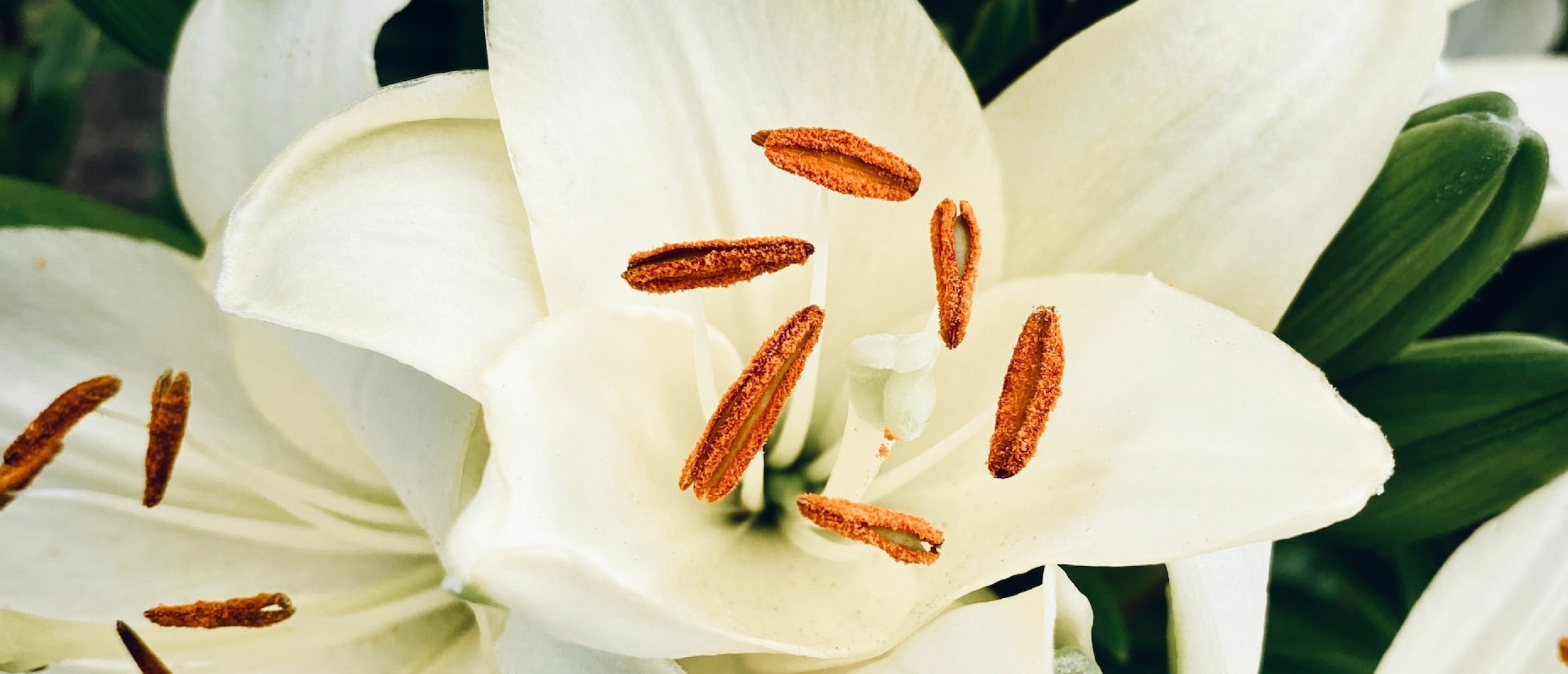 Lilies: the Timeless Elegance of Lilies