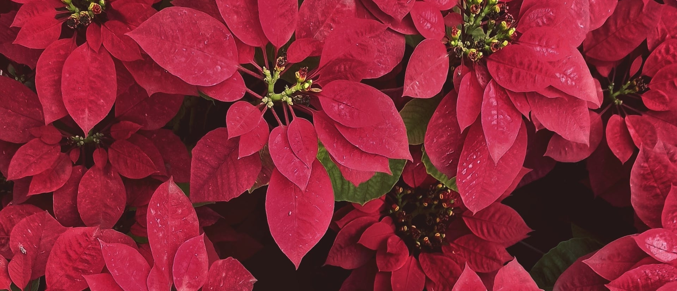 The Dazzling Poinsettia