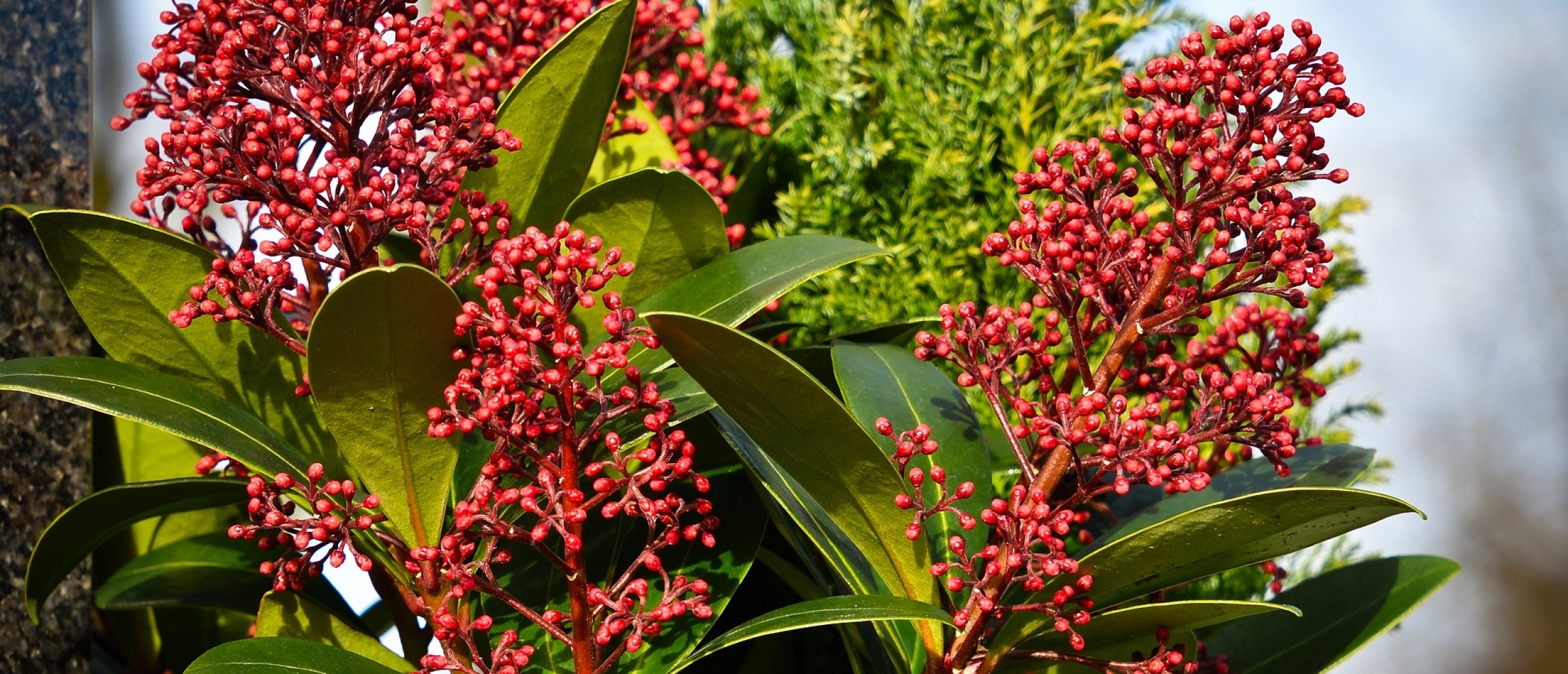 The Tranquil Skimmia