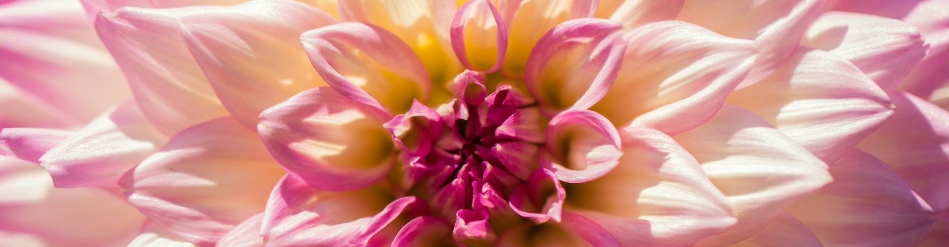 wholesale dahlia