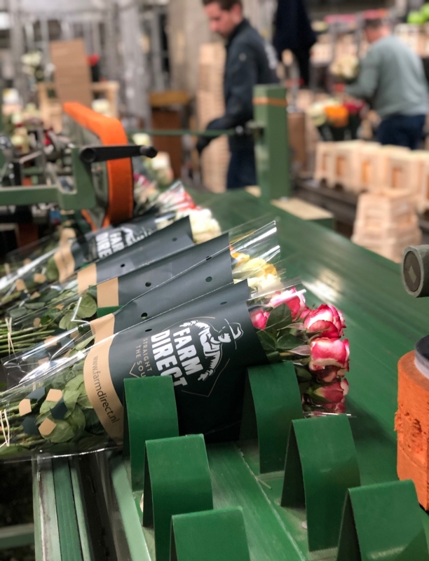 Farm Direct Premium Flowers Farm Direct Premium Flowers