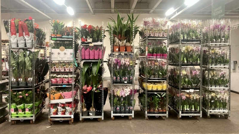 Plants on CC Trolleys Plants on CC Trolleys