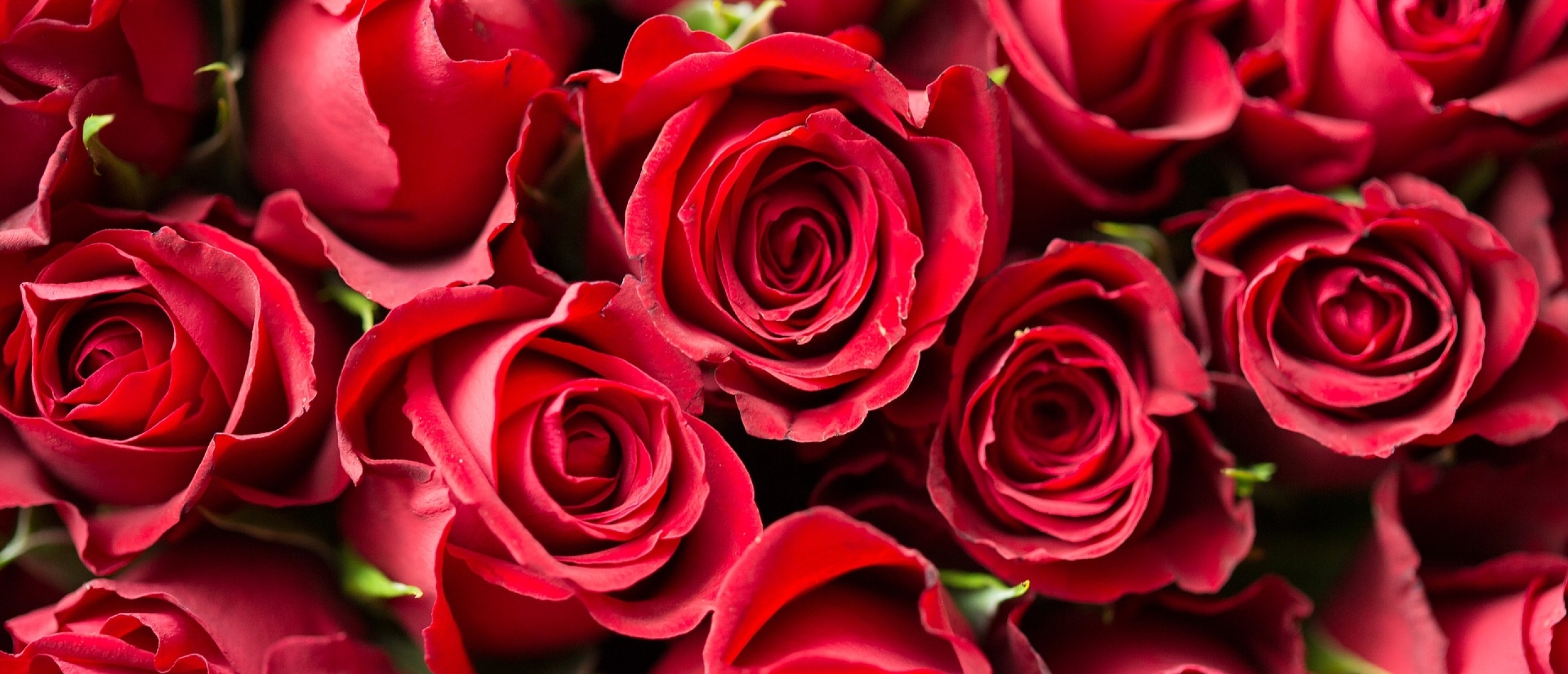 Why would I import flowers from the Netherlands?