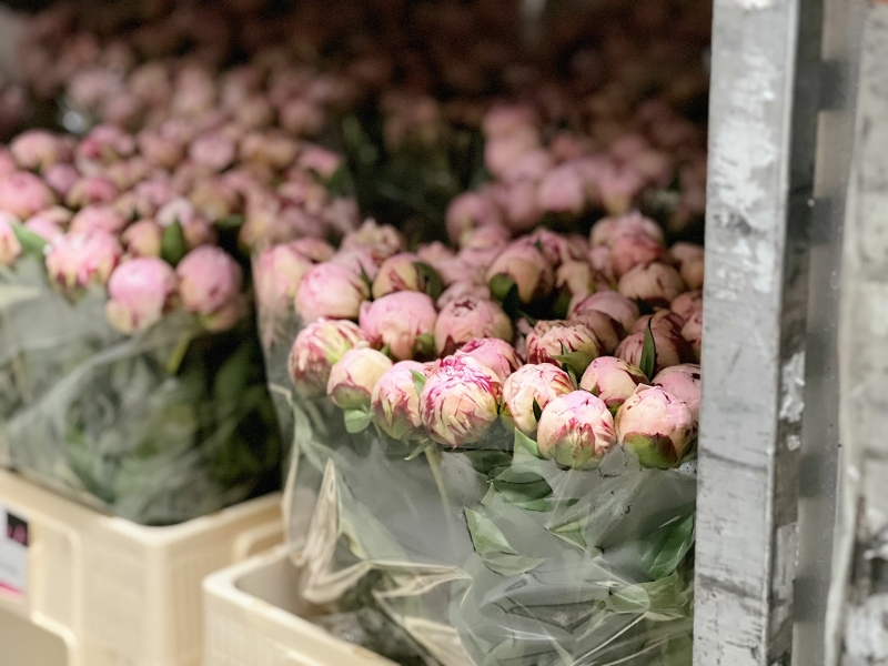 Starflor pioenrozen Starflor pioenrozen