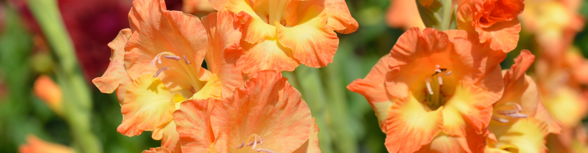gladiolus