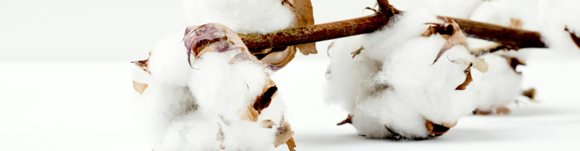 wholesale cotton branches