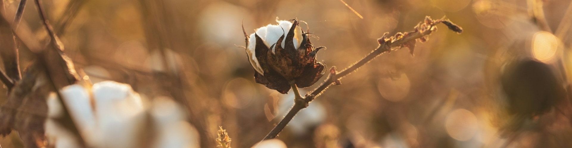 wholesale cotton branches