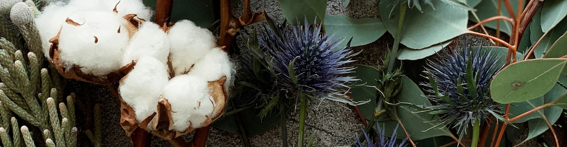 wholesale cotton branches