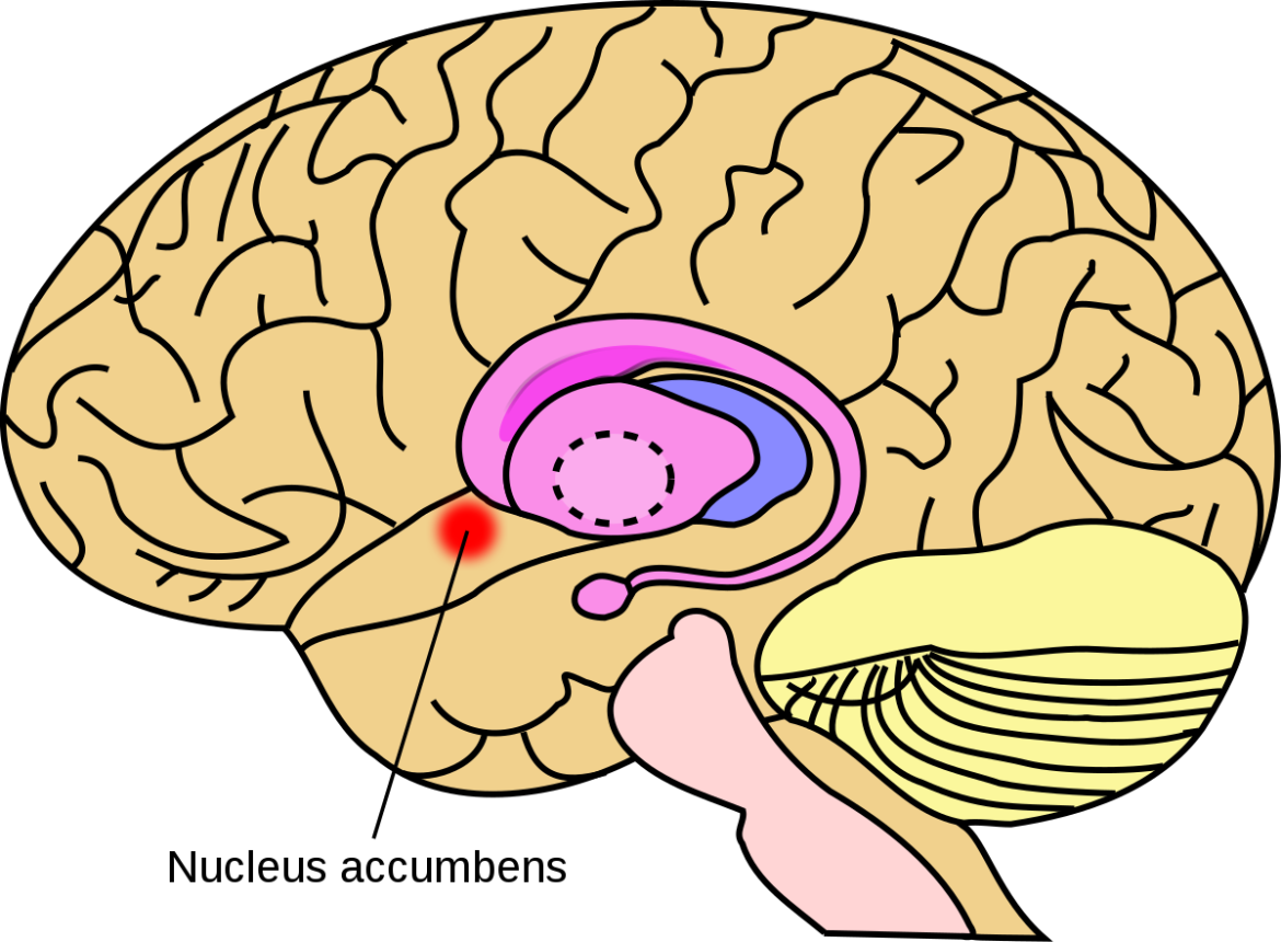 Nucleus Accumbens Dopamine social media Nucleus Accumbens Dopamine social media