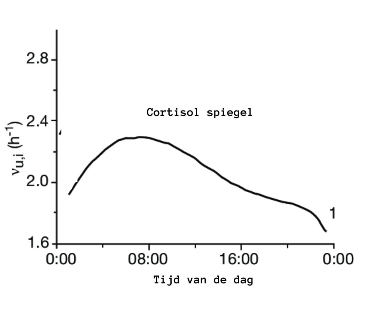 cortisol spiegel circadiaans ritme
