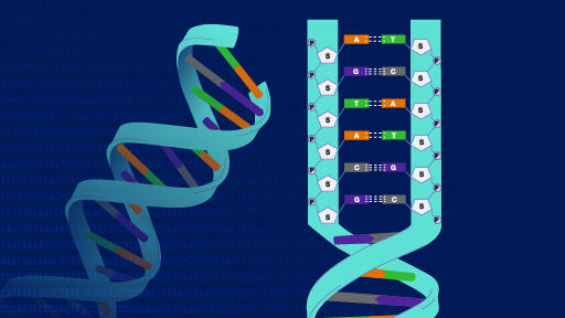 Glutathion voorkomt schade aan het DNA Glutathion voorkomt DNA schade