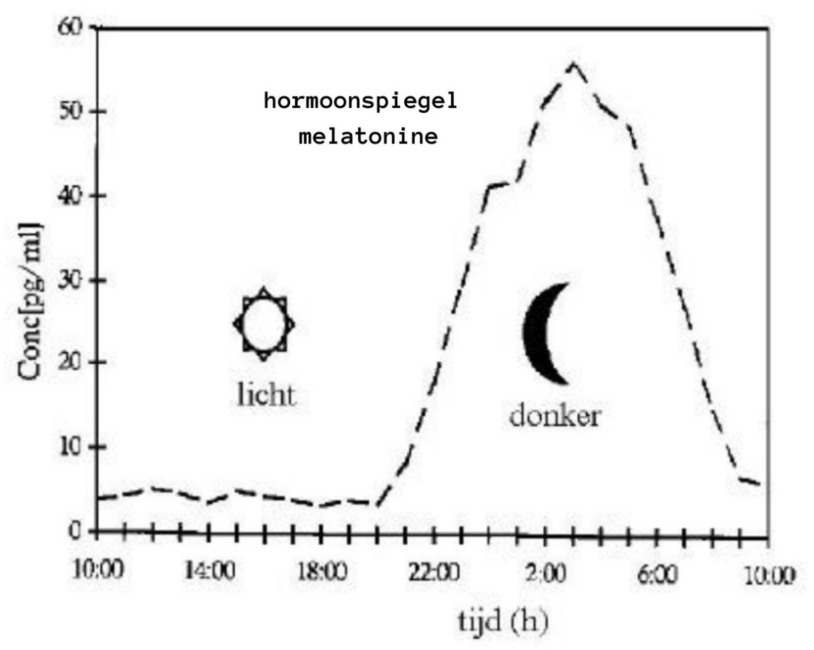melatonine hormoonspiegel circadiaans ritme