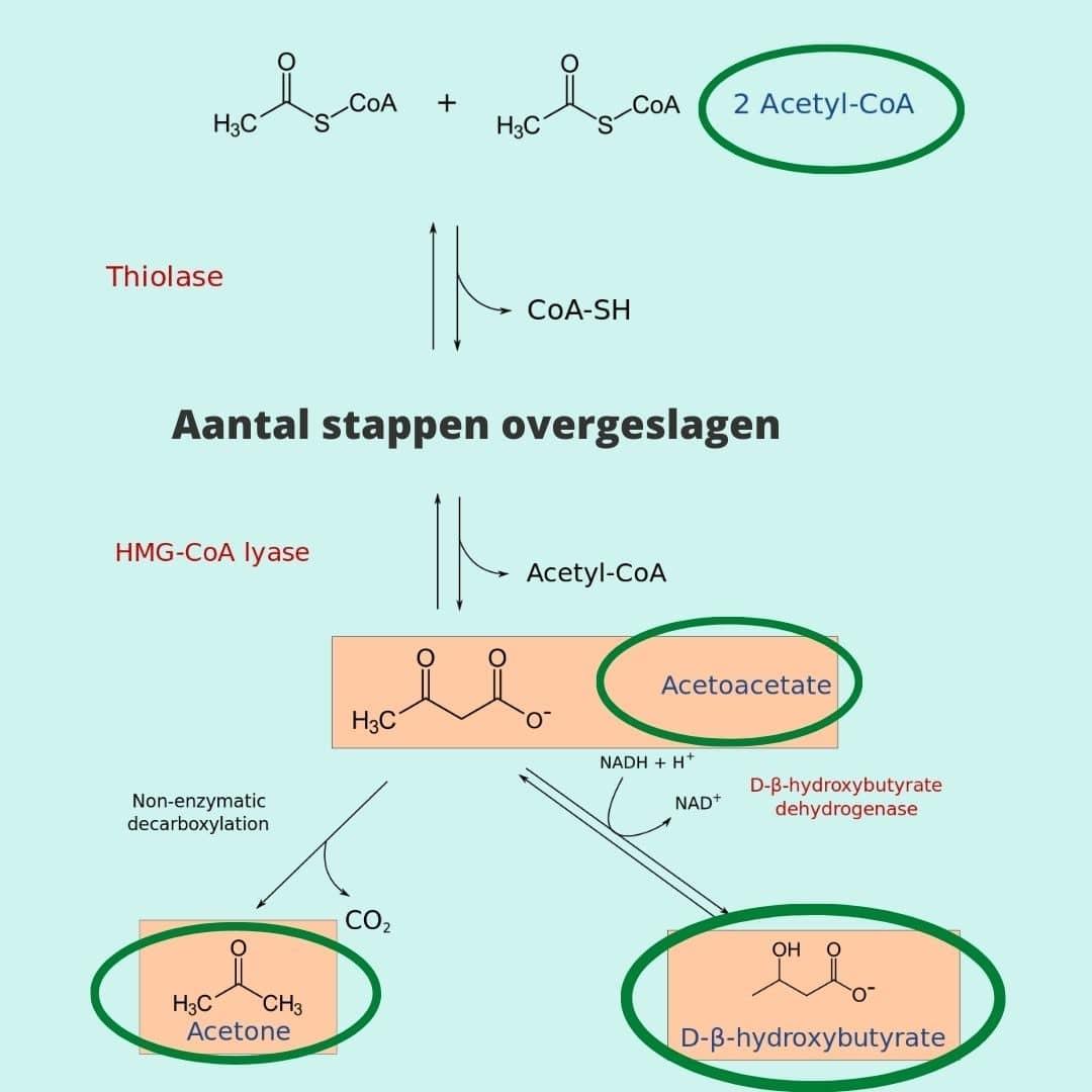 Ketogenese en productie van ketonen endogene ketonen ketogenese