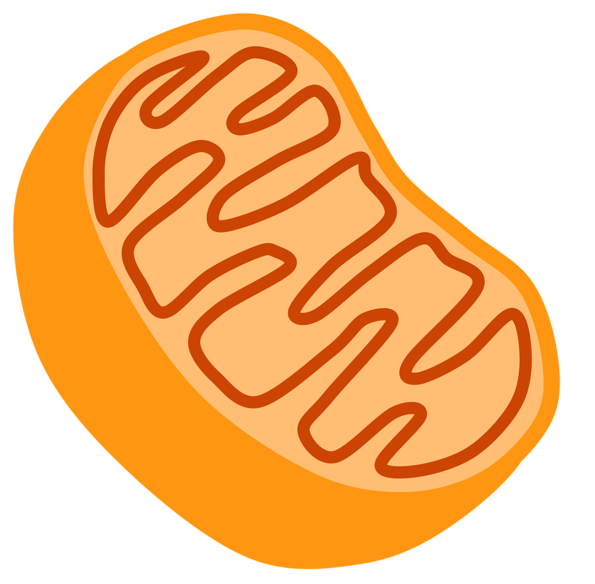 Mitochondria belangrijk in glutathion productie glutathion productie mitochondria