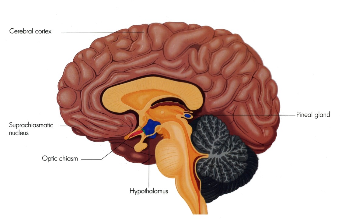suprachiasmatische nucleus brein circadiaans ritme