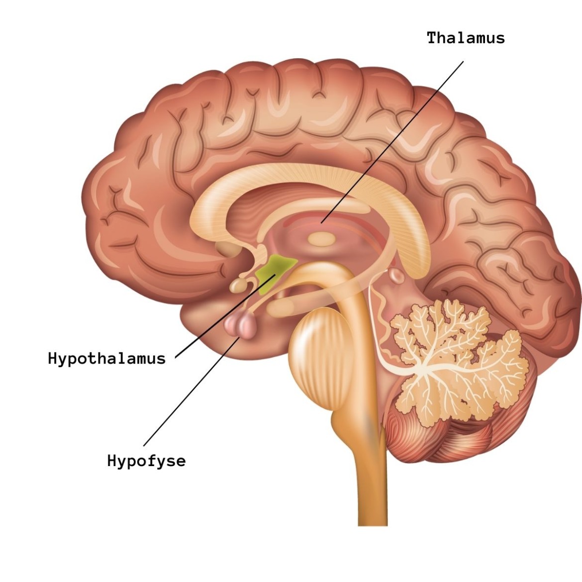 thalamus hypothalamus hypofyse in circadiaans ritme