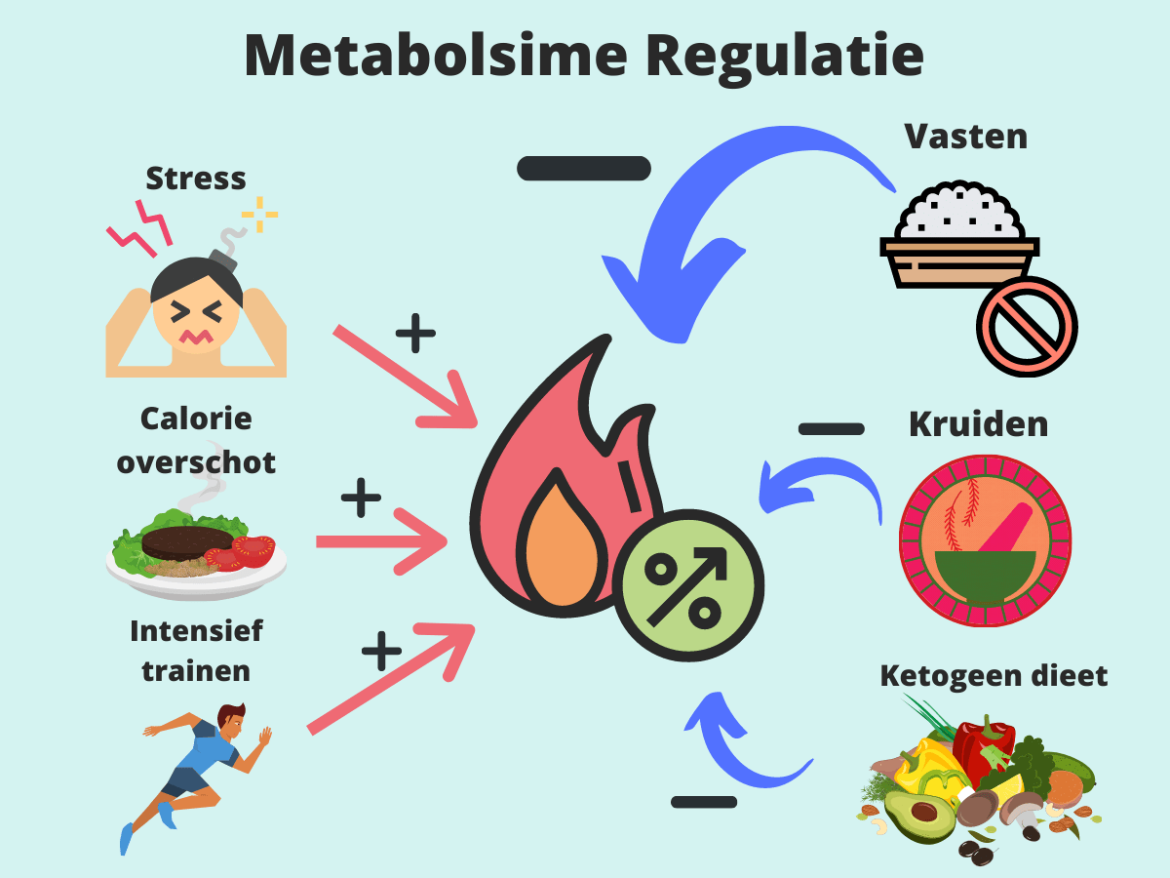 Invloed van Vasten op Metabolisme Vasten invloed metabolisme